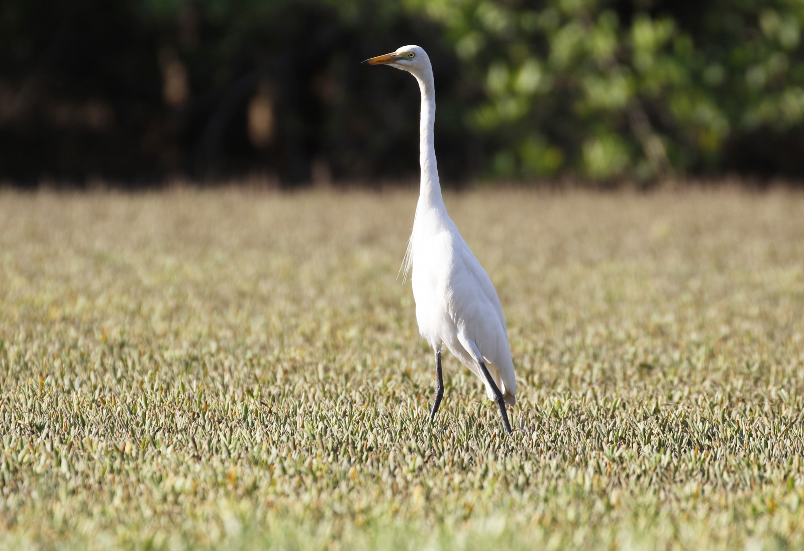 image Medium Egret